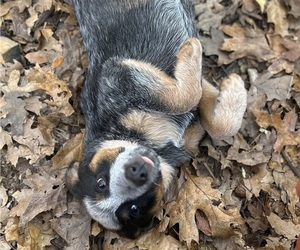 Australian Cattle Dog Litter for sale in OREGON HOUSE, CA, USA