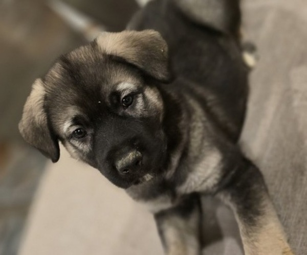Medium Photo #7 Alaskan Malamute-Mastiff Mix Puppy For Sale in OMAHA, NE, USA
