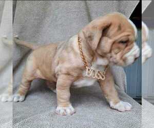 American Bully Puppy for sale in CHIPLEY, FL, USA