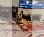 Small American Pit Bull Terrier-Siberian Husky Mix