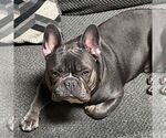 Small Photo #1 French Bulldog Puppy For Sale in YORK, PA, USA