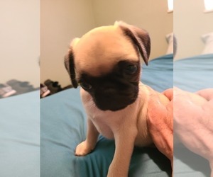 Pug Puppy for sale in LONGMONT, CO, USA