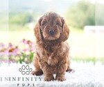 Small #4 Cavapoo (Miniature)
