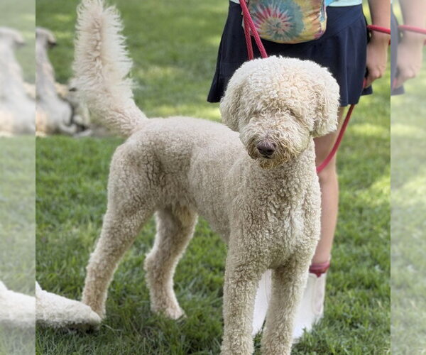Medium Photo #2 Mutt Puppy For Sale in Yardley, PA, USA