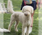 Small #1 Mutt