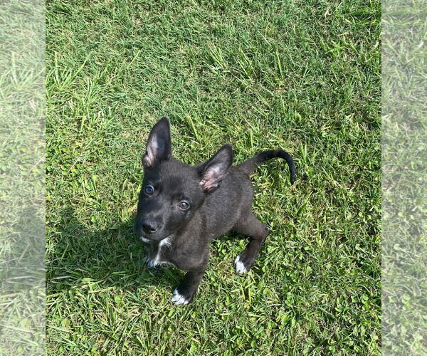 Medium Photo #6 Chiranian Puppy For Sale in Oakhurst, NJ, USA
