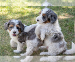 Small #3 Bernedoodle (Miniature)