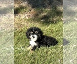 Image preview for Ad Listing. Nickname: Cami Cockapoo