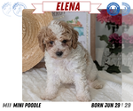 Small #12 Poodle (Miniature)