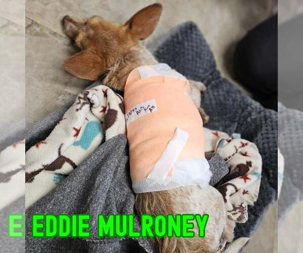 Medium Photo #12 Dachshund-Unknown Mix Puppy For Sale in San Antonio, TX, USA