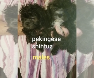 Shinese Puppy for sale in YOUNGSTOWN, FL, USA