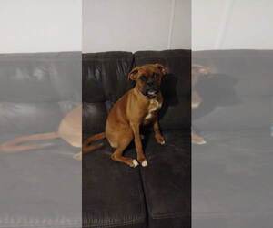 Boxer Puppy for sale in SYLVA, NC, USA