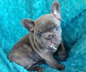 French Bulldog Puppy for Sale in LAS VEGAS, Nevada USA