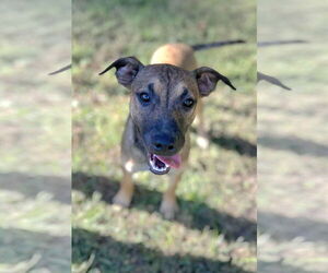 Mountain Cur-Unknown Mix Dogs for adoption in Redfield, AR, USA