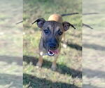 Small Mountain Cur Mix