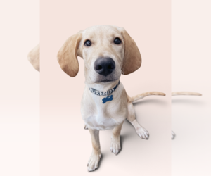 Golden Labrador Dogs for adoption in Rockville, MD, USA