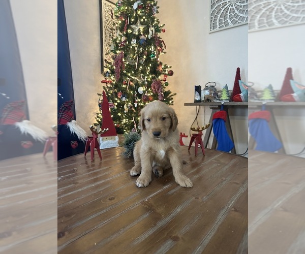 Medium Photo #1 Golden Retriever Puppy For Sale in EL PASO, TX, USA