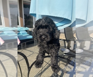 Goldendoodle-Unknown Mix Puppy for sale in MORENO VALLEY, CA, USA