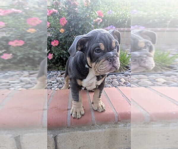 Medium Photo #3 English Bulldog Puppy For Sale in RIVERSIDE, CA, USA