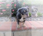 Small #2 English Bulldog