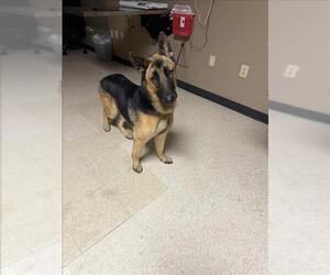 German Shepherd Dog-Unknown Mix Dogs for adoption in Conroe, TX, USA