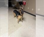 Small German Shepherd Dog Mix