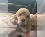 Small Cocker Spaniel