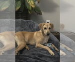 Small #8 Labrador Retriever Mix
