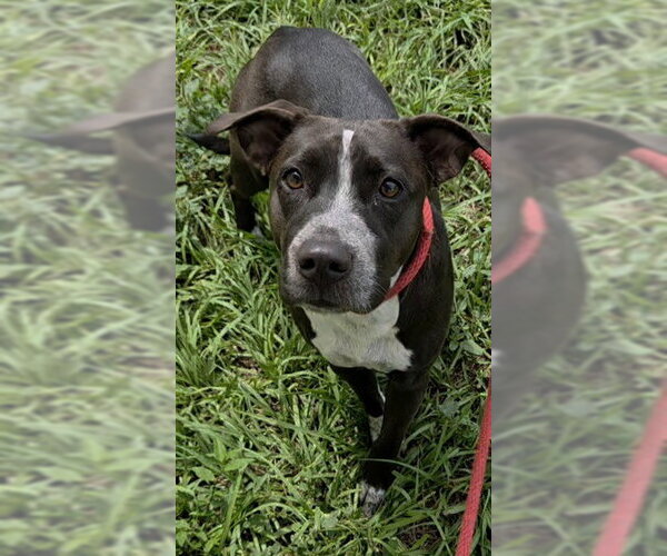 Medium Photo #1 American Staffordshire Terrier Puppy For Sale in Fort Lauderdale, FL, USA