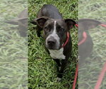 Small American Staffordshire Terrier