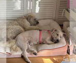 Small #2 Wheaten Terrier Mix
