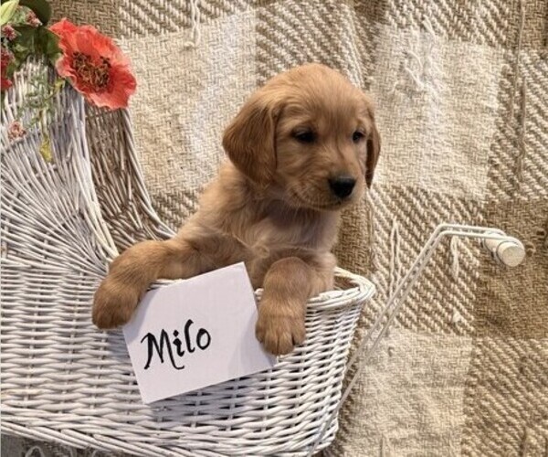 Medium Photo #4 Golden Retriever Puppy For Sale in OWEN, WI, USA
