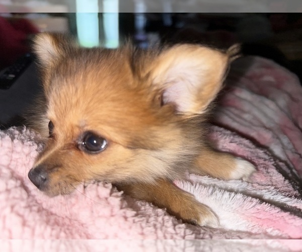 Medium Photo #6 Pomeranian Puppy For Sale in DENVER, CO, USA