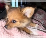 Small #5 Pomeranian