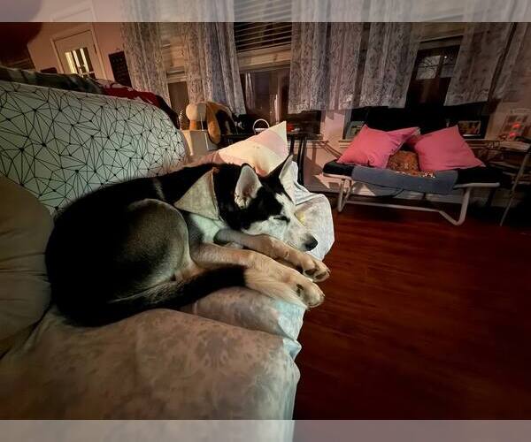 Medium Photo #8 Siberian Husky Puppy For Sale in Carrollton, TX, USA