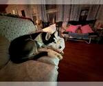 Small #7 Siberian Husky