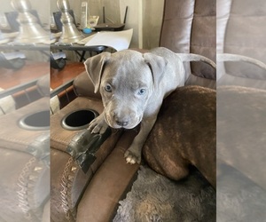 American Pit Bull Terrier Puppy for Sale in TACOMA, Washington USA