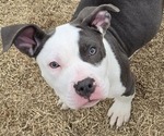 Puppy Puppy 3 American Bully