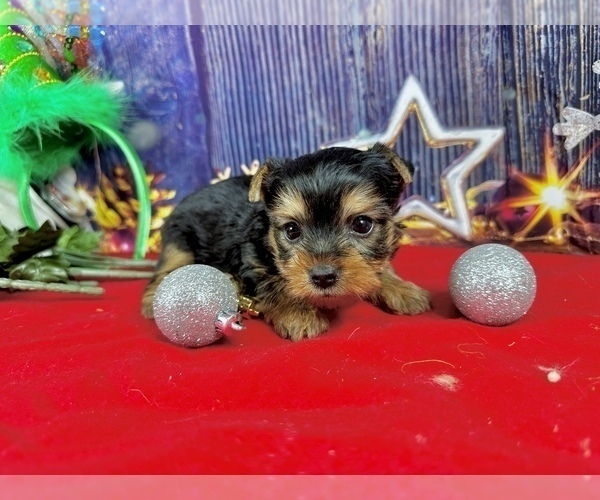 Medium Photo #4 Yorkshire Terrier Puppy For Sale in CASSVILLE, MO, USA