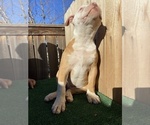 Small Photo #6 American Bulldog Puppy For Sale in RIVERSIDE, CA, USA