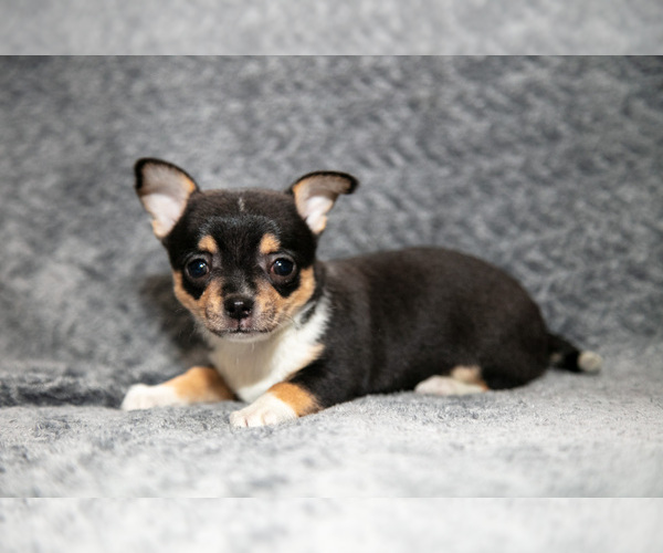 Medium Photo #9 Chihuahua Puppy For Sale in DELTA, PA, USA