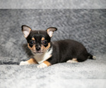 Small #1 Chihuahua