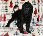 Small Photo #8 Poodle (Standard) Puppy For Sale in ASPERMONT, TX, USA