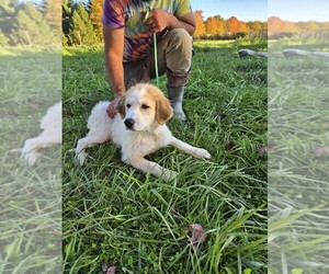 Great Pyrenees Puppy for sale in THOMPSON, OH, USA