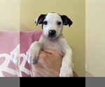 Small Photo #2 Boxador Puppy For Sale in Denton, TX, USA