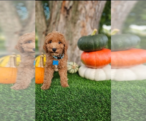Medium Photo #2 Poodle (Standard) Puppy For Sale in INDIANAPOLIS, IN, USA