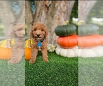 Small #1 Poodle (Standard)