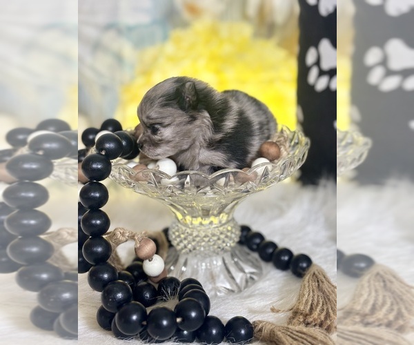 Medium Photo #3 Pomeranian Puppy For Sale in RIPLEY, MS, USA