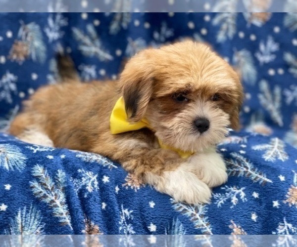 Medium Photo #3 Lhasa Apso Puppy For Sale in LAKELAND, FL, USA