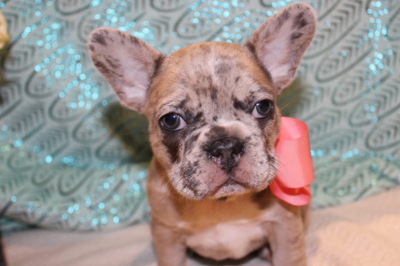 Medium Photo #1 French Bulldog Puppy For Sale in WALTON, IN, USA